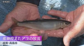 安定的に漁獲量を確保するため　滋賀・高島市で産卵を控えたアユを放流