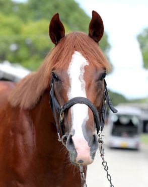 【セントウルＳ】トウシンマカオが差し切り勝ち　Ｇ２初制覇＆重賞４勝目