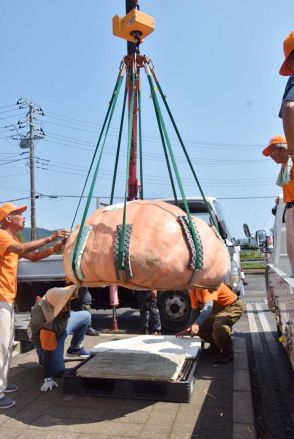 ヘビー級カボチャ、聖地に集結　441キロ　鈴木さん（山武）V　鴨川で重量競う大会