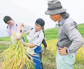 「白米千枚田」稲刈り、実りに感謝　能登半島地震後に初めて