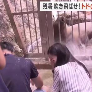 びしょ濡れも「最高！」「気持ちよかった」　トド「シュンタ」が水しぶきで涼しさプレゼント　兵庫・豊岡市