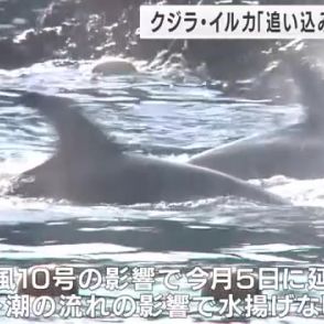 「自然相手なので頑張るしか」と漁師　太地町「追い込み漁」ことし初のクジラ水揚げ　台風で漁開始に遅れも