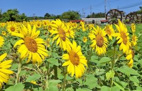 「ご自由に取って」　鮮やかな黄色、ヒマワリが見頃　恩納村喜瀬武原の県道104号沿い