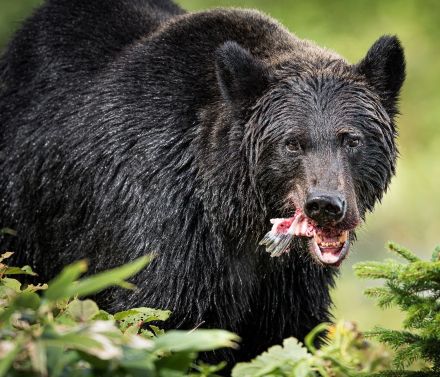 エサが不足し始める秋以降に出没リスクは上昇する…！「クマ襲撃マップ」で分かった恐るべき事態