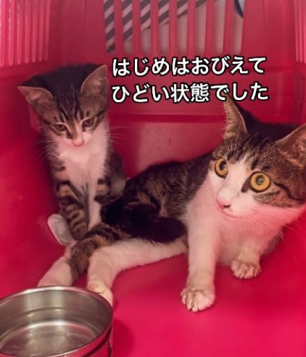 悪質ブリーダーに多頭飼育崩壊…、知らなかった保護猫の世界「救うためには『お金、人、場所』が必要」