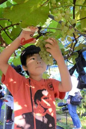 「高浜ぶどう」おいしいワインになって　天草市で地元住民ら収穫