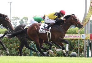 パンジャタワー好位抜け出し半馬身差Ｖ　松山騎手「着差以上に強い内容」／新馬戦