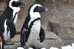 「子孫２３０匹」を残してこの世を去った３３歳のペンギン…３０年のラブストーリー