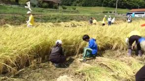 子どもたちが鎌を片手に稲刈りに挑戦　自分たちが田植えした稲が実り　広島