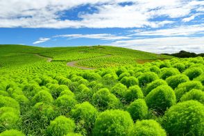 丸くてモコモコで超ラブリー！　茨城県の国営ひたち海浜公園で“緑コキア”が見頃を迎えています