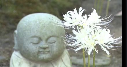 “願掛け寺”に全国的に珍しい白いヒガンバナが見頃