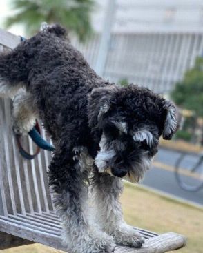 「逆立ち」のようなポーズをとる犬　そのポーズに飼い主さんもビックリ！