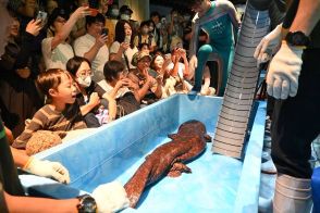 9月9日は「オオサンショウウオの日」 京都水族館で身体測定、歓声も