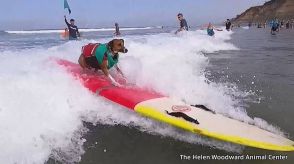 米・カリフォルニア州のビーチにサーファー犬 集合　「犬のサーフィン大会」