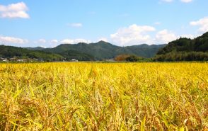 まるで”金色の野”　収穫期迎えた稲穂揺れ　熱風の中に初秋の景色／兵庫・丹波篠山市