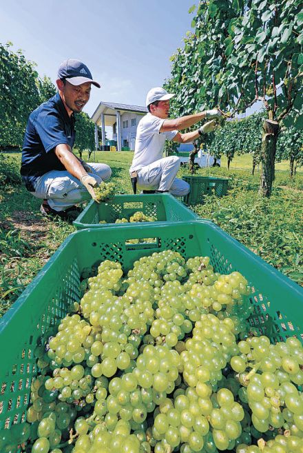 「能登は元気」ワインで発信　穴水でブドウ収穫開始、仕上がり上々