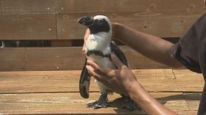 魚の獲り方“独学”か…出張動物園から海へ脱走したペンギン 台風も乗り越え約45km先の海岸で元気に見つかる