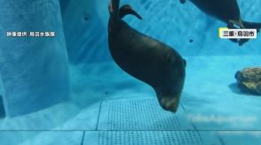 【なぜ】8秒で10回以上回転する“くるくるアザラシ”が人気に「1人遊びが好き」　鳥羽水族館