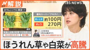 「最悪な状況」次はほうれん草や白菜が高騰…暑さ・台風が影響　世界で“記録的不作”オリーブ、オレンジ、カカオも【Nスタ解説】