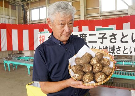 秋の味覚 食卓へ　二子さといも出荷開始・北上【岩手】