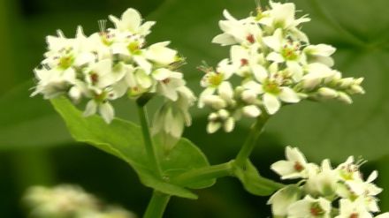 蒜山高原でソバの花が見ごろ「雪が降り積もったよう」夏に少雨で順調に生育　豊作か