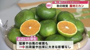 極早生の露地ミカン「おおいた早生」初競り　　最高値は5キロ3万5000円　大分　