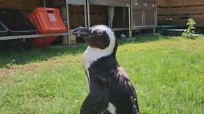 海水浴場で脱走したペンギン 「ペン」ちゃん 約45キロ離れた海岸で保護 「写真をみると“ホンマや!”って」