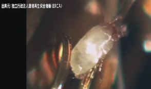 ダニの“ピーク”が猛暑で長期化　繊維に潜み、刺されて“アレルギー症状”も…専門家「掃除機はスチームアイロンで死滅させてから」