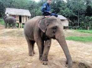 7月来園の12歳メスゾウ死ぬ　ゾウヘルペスの症状　福岡市動物園