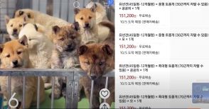 「生後45日までの子犬、宅配便で配送します」　韓国ペット販売業者、通販サイトへ掲載