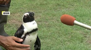 脱走ペンギンが2週間生き延び奇跡の生還「本当かよ」出張動物園から逃げ出すも見つかる　愛知