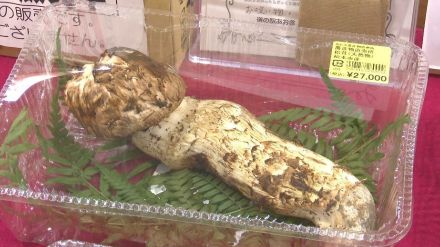 値段は2万7千円　秋の味覚の王様「マツタケ」登場　去年は不作…今年は出だし好調　レストランでは「松茸ピッツァ（7600円）」も　