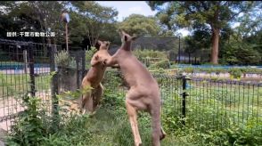 ムキムキカンガルーがボクシング　千葉市動物公園