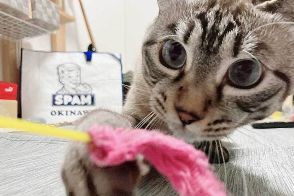 「ねこの牙借りてるw」　元保護ねこが見せた職人技　丁寧な仕事ぶりに15万“いいね”