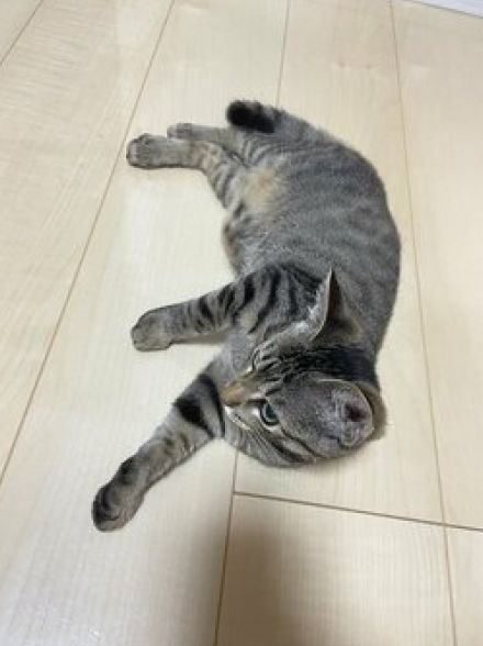 子猫に何度も足首を襲われる飼い主『四つん這い』で臨戦態勢をとると…？予想だにしない猫の行動に20万反響