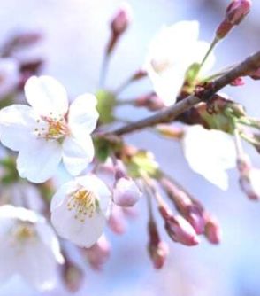 「桜の開花宣言」の北上に大異変…新聞記者たちが伝える「気候変動」の影響