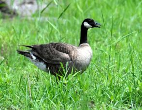 冬の渡り鳥シジュウカラガン、なぜ夏の鹿児島に?