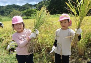 給食の米「取れた～！」　園児が昔ながらの稲刈り体験　成長過程を肌で知る／兵庫・丹波市