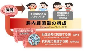 幼児期の気質は腸内細菌叢と関係…京大・阪大など研究