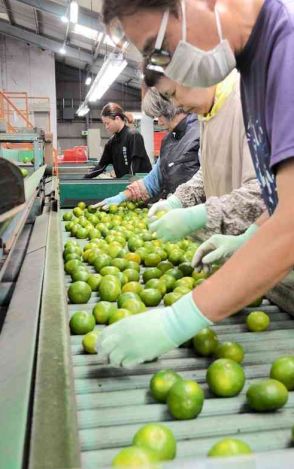 極早生ミカン、香り爽やか　苓北町と宇城市で出荷、選果始まる　