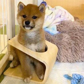 ひょこっと顔を出す子犬→「なぜそこに!?」と思わずにはいられない光景にクスッ！