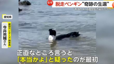 「本当かよ?」脱走ペンギン“奇跡の生還”　生きた魚を捕ったことない“温室育ち”の「ペン」が2週間生き延びたワケ　愛知