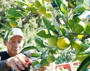 酸味とほんのり甘さ　和歌山県紀南地方で極早生ミカン収穫