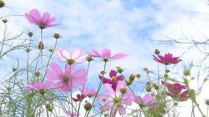 高原は秋の気配　コスモスが見ごろ　長野・信濃町　