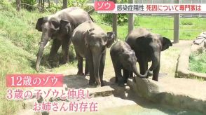 【一夜明けて】急死したゾウは「お姉さん的な存在」だった　来園者は献花台で別れ惜しむ　死因について専門家は　福岡市動物園