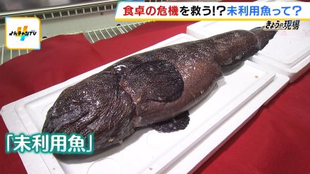 【未利用魚って知ってますか？】見た目の悪さ・加工の不便さで出回らない魚を食べてみて！物産展や回転すし店で提供　「２０４８年問題」解決の一手に