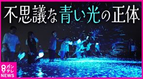 夜の海を彩る『青い光』　自然が作る不思議な魅力　大人も「子どものようにはしゃいで楽しい」　兵庫・淡路島