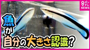 魚は『鏡』で大きさを認識?　自分より体長が「小さい魚」に攻撃も「大きい魚」には攻撃しないことが明らかに