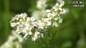 阿蘇市でそばの花咲く【熊本】