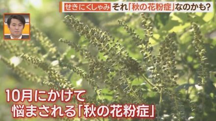 「秋の花粉症」この時期は夏・秋のダブル花粉で要注意！